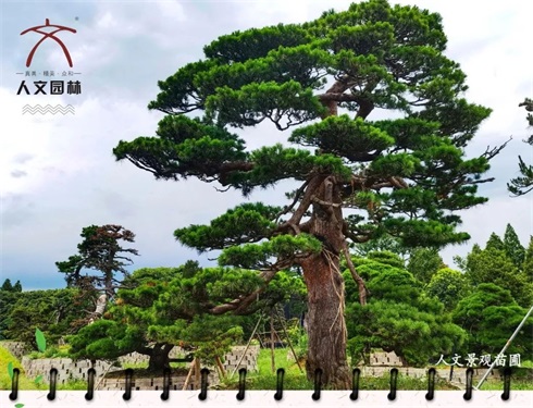 植樹(shù)節(jié)|“植”此青綠，共建美好人居