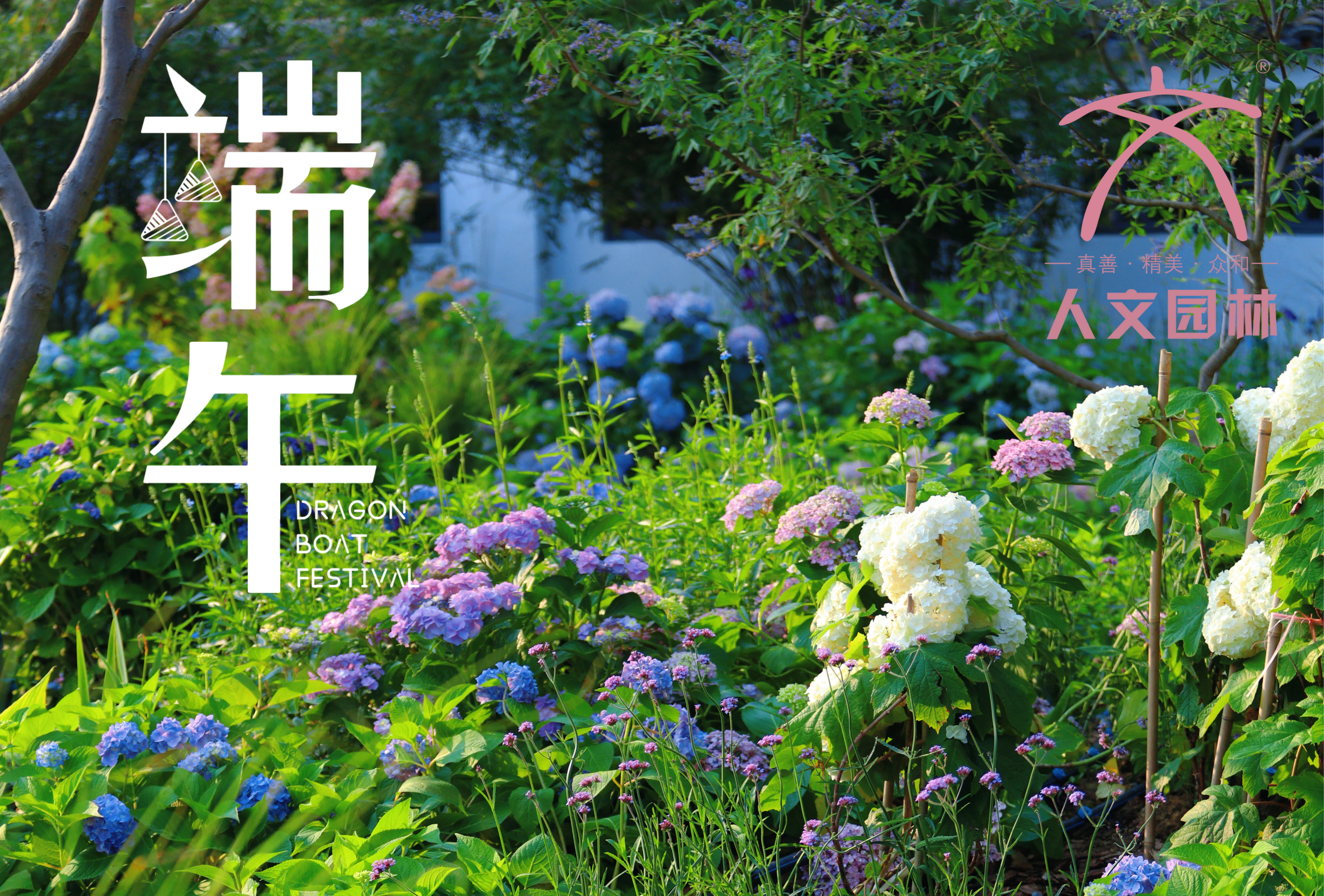 端午安康|與“花”相約，共賞佳節(jié)芬芳